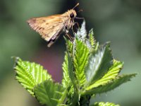 Skipper 4